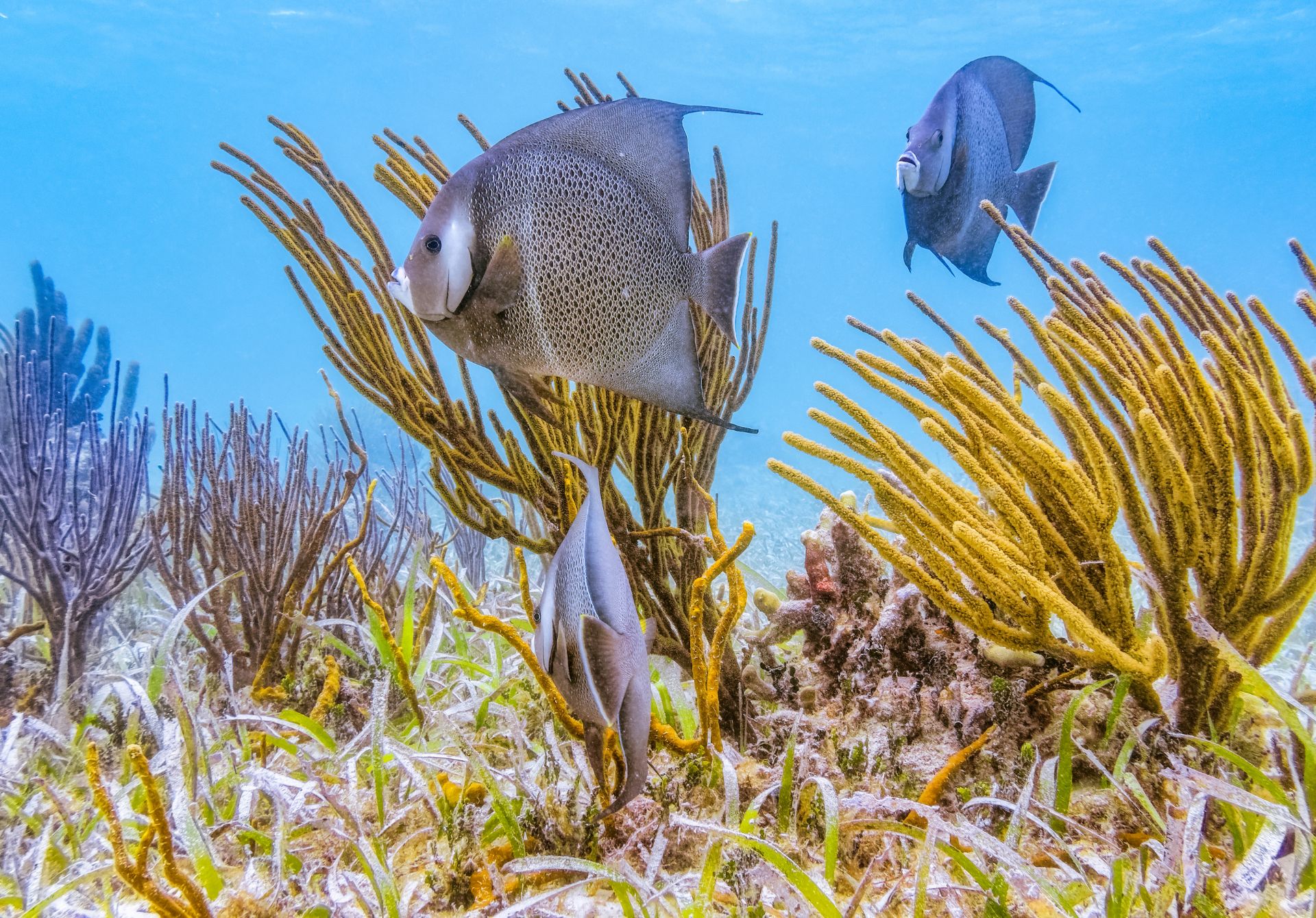 Hol Chan Marine Reserve