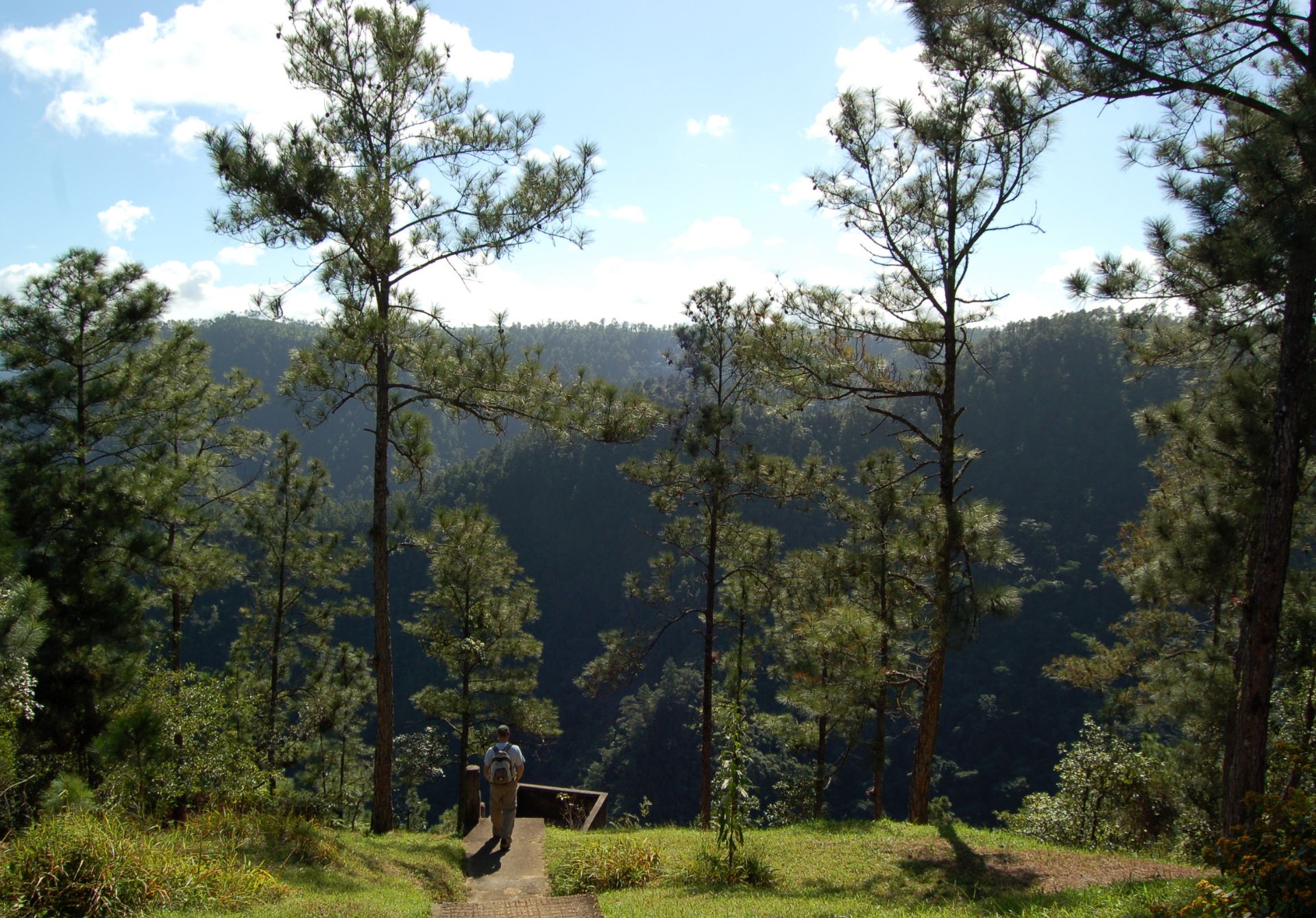 Mountain Pine Ridge Forest Reserve